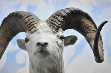 Image showing The portrait of a goat with big horns.