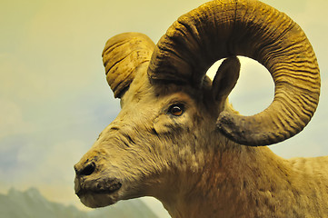 Image showing The portrait of a goat with big horns.