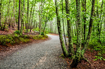 Image showing hiking forest path through thick woods