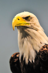 Image showing North American Bald Eagle profile