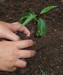 Image showing Planting a tree