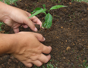 Image showing Planting a tree