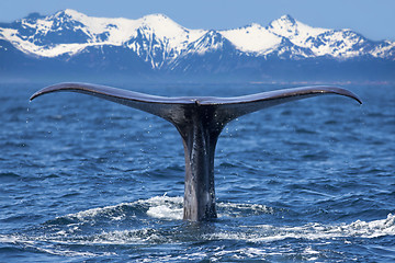 Image showing Whale tail