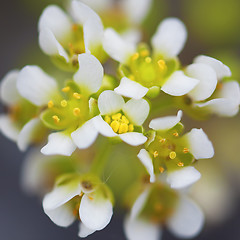 Image showing white yarrow flower