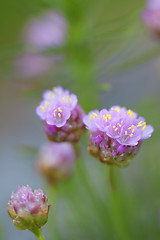 Image showing Thrift flower