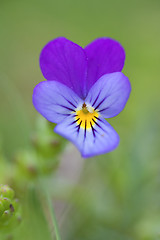 Image showing Viola plant