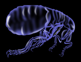 Image showing flea silhouette