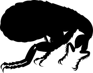 Image showing flea silhouette