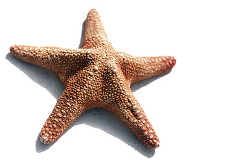 Image showing Starfish Isolated