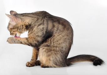 Image showing beautiful grey  cat licking her paw