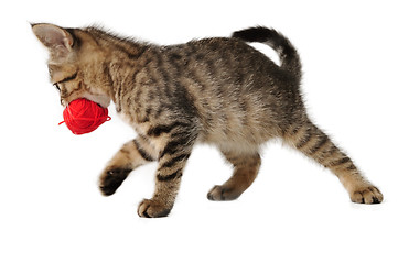 Image showing cute little kitten with a wool ball in mouth