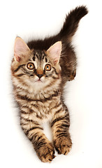 Image showing little kitten looking up