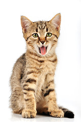 Image showing small kitten yawning