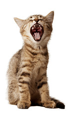 Image showing small kitten yawning