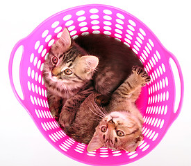 Image showing small kittens in a basket
