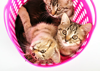 Image showing kittens in a basket