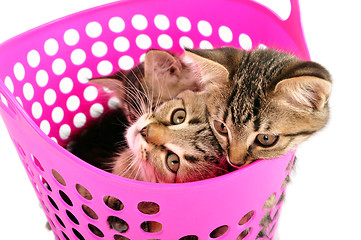 Image showing kittens in a basket