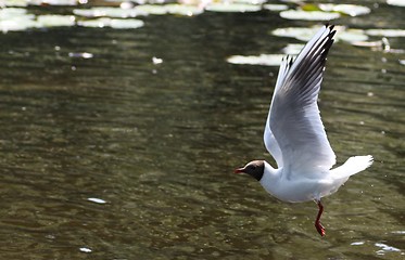 Image showing bird