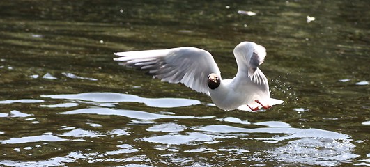 Image showing bird