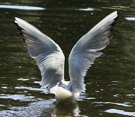 Image showing bird