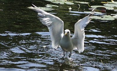 Image showing bird