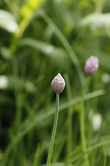 Image showing Chives