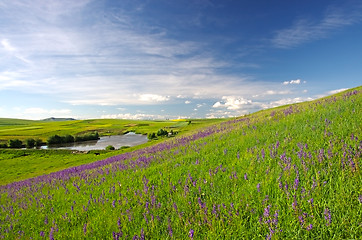 Image showing Green meadow with flowers