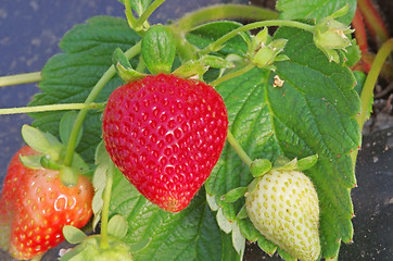 Image showing Strawberry in greenhouse