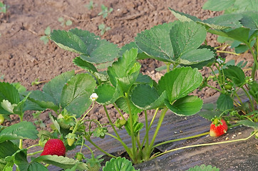 Image showing Cultivated strawberry