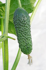 Image showing Cucumber