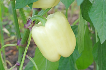 Image showing Yellow pepper plant