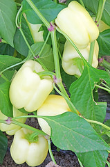 Image showing Pepper plant in greenhouse