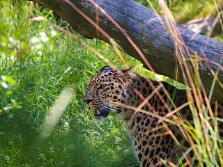 Image showing Leopard in grass