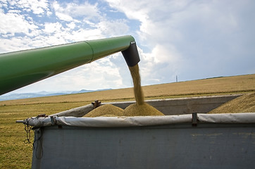 Image showing Harvest