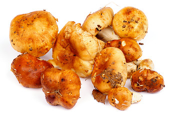 Image showing Edible Mushrooms