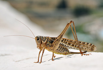 Image showing grasshopper