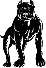 Image showing  pitbull dog