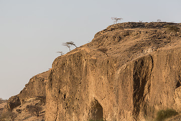 Image showing Trees on a rocky hill