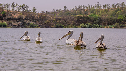 Image showing Pelicans swimming