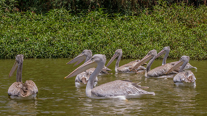 Image showing Pelicans swimming