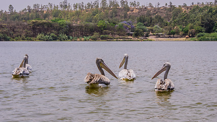 Image showing Pelicans swimming