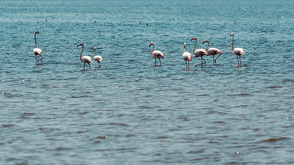 Image showing Wading flamingos