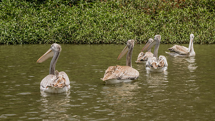 Image showing Pelicans swimming