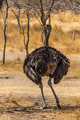 Image showing Ostrich in the wild