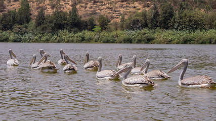 Image showing Pelicans swimming