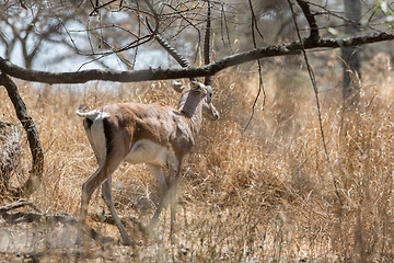 Image showing Grant's gazelle