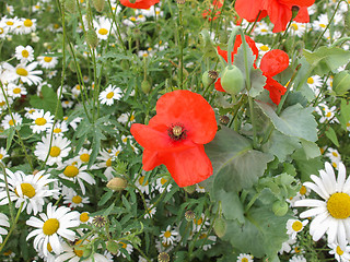 Image showing Papaver flower