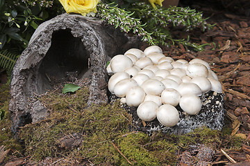 Image showing Mushrooms and Log