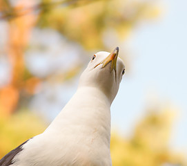 Image showing Seagull staring