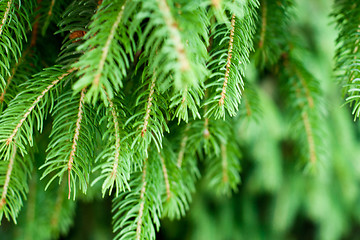 Image showing pine tree